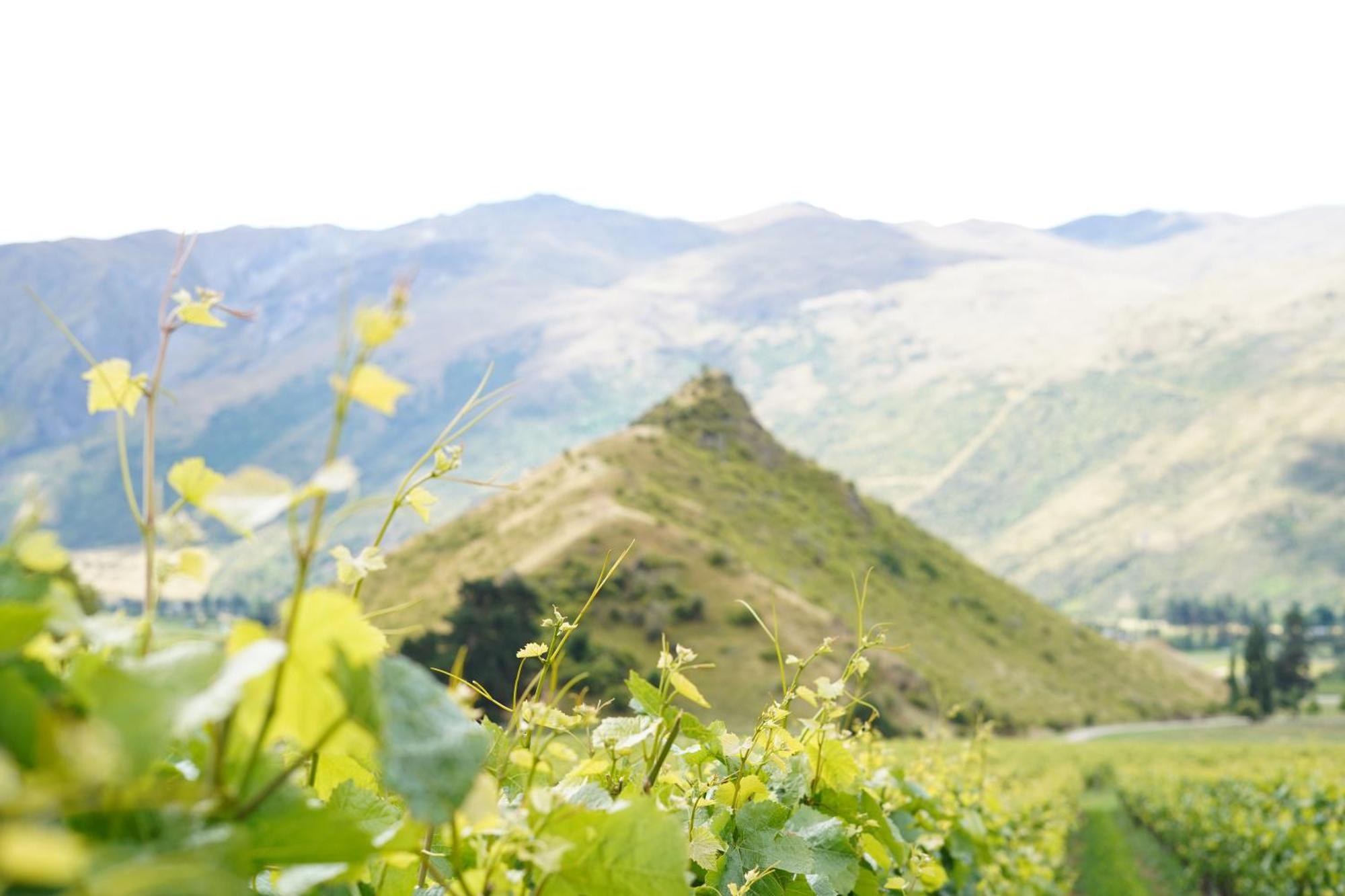 Mt Rosa Lodge Boutique Vineyard Accommodation Wanaka Extérieur photo