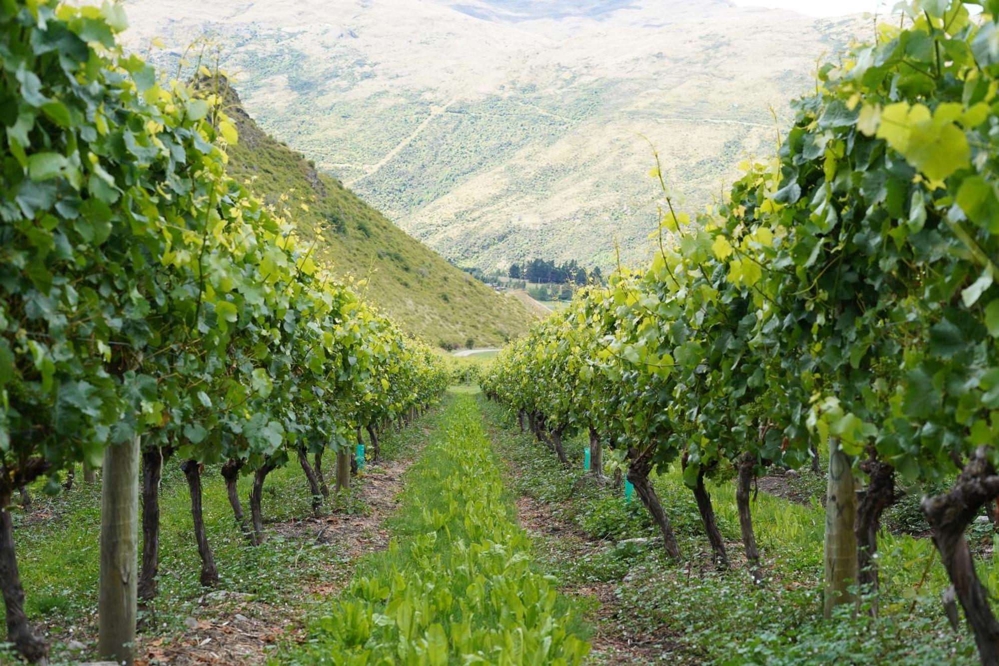 Mt Rosa Lodge Boutique Vineyard Accommodation Wanaka Extérieur photo